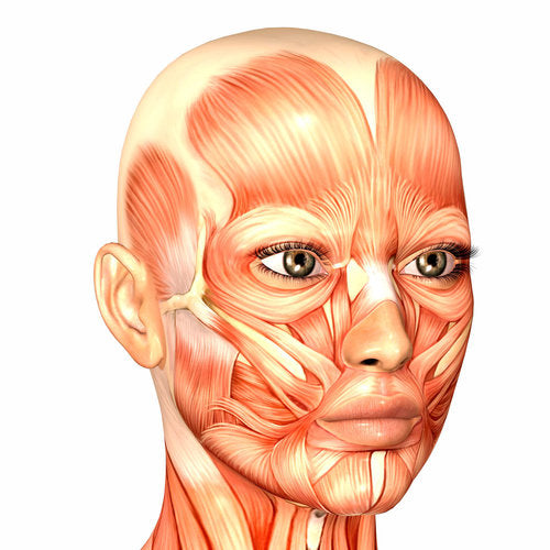 Facial muscle diagram